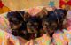 Yorkshire Terrier Puppies for sale in Dallas, Texas. price: $500