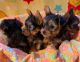 Yorkshire Terrier Puppies for sale in New York City, New York. price: $500