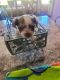 Yorkshire Terrier Puppies for sale in Norman, Oklahoma. price: $1,000