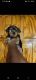 Yorkshire Terrier Puppies for sale in Mansfield, Ohio. price: $1,300