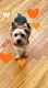 Yorkshire Terrier Puppies for sale in Tehachapi, CA 93561, USA. price: $950