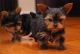 Yorkshire Terrier Puppies for sale in Port St Lucie, FL, USA. price: NA