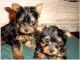 Yorkshire Terrier Puppies for sale in Brookhaven, MS 39601, USA. price: NA