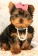 Yorkshire Terrier Puppies for sale in Aurora, IL, USA. price: NA
