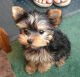 Yorkshire Terrier Puppies for sale in Wrightsville Beach, NC, USA. price: NA