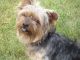 Yorkshire Terrier Puppies for sale in Springfield, MO, USA. price: NA