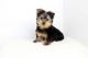 Yorkshire Terrier Puppies for sale in Elgin, IL, USA. price: NA