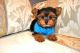 Yorkshire Terrier Puppies for sale in Tacoma, WA, USA. price: $320