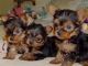 Yorkshire Terrier Puppies for sale in Wilmington, NC, USA. price: $300