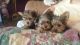 Yorkshire Terrier Puppies for sale in Brick, NJ, USA. price: NA