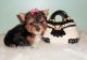 Yorkshire Terrier Puppies for sale in Baileyton, AL, USA. price: NA