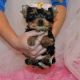 Yorkshire Terrier Puppies for sale in Gainesville, FL, USA. price: NA