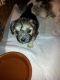 Yorkshire Terrier Puppies for sale in Gadsden, AL, USA. price: NA