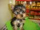 Yorkshire Terrier Puppies for sale in Gainesville, FL, USA. price: NA