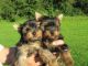 Yorkshire Terrier Puppies for sale in Syracuse, NY, USA. price: NA
