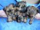 Yorkshire Terrier Puppies for sale in McDonough, GA, USA. price: NA
