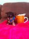 Yorkshire Terrier Puppies for sale in Gassville, AR 72635, USA. price: NA