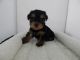 Yorkshire Terrier Puppies for sale in California, USA. price: $799