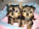 Yorkshire Terrier Puppies for sale in Akron, OH, USA. price: NA