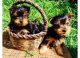 Yorkshire Terrier Puppies for sale in Brookhaven, MS 39601, USA. price: NA