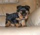 Yorkshire Terrier Puppies for sale in Akron, OH, USA. price: NA