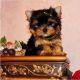 Yorkshire Terrier Puppies for sale in McKinney, TX, USA. price: NA