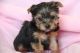 Yorkshire Terrier Puppies for sale in Midland, TX, USA. price: NA