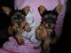 Yorkshire Terrier Puppies for sale in Zenia, CA 95595, USA. price: NA