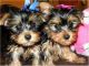 Yorkshire Terrier Puppies for sale in Carolina Beach, NC 28428, USA. price: NA