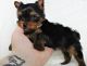 Yorkshire Terrier Puppies for sale in Ackerly, TX 79713, USA. price: NA