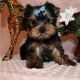 Yorkshire Terrier Puppies for sale in Adrian, TX 79001, USA. price: NA