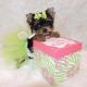 Yorkshire Terrier Puppies for sale in Huachuca City, AZ 85616, USA. price: NA