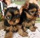 Yorkshire Terrier Puppies for sale in Aurora, IL, USA. price: NA