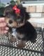 Yorkshire Terrier Puppies for sale in . price: NA