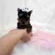 Yorkshire Terrier Puppies for sale in Davenport, IA, USA. price: NA