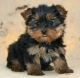 Yorkshire Terrier Puppies for sale in Adrian, TX 79001, USA. price: NA
