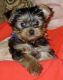 Yorkshire Terrier Puppies for sale in Altoona, AL 35952, USA. price: NA