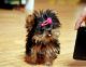 Yorkshire Terrier Puppies for sale in Bethel, DE, USA. price: NA
