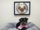 Yorkshire Terrier Puppies for sale in California, USA. price: $950