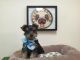 Yorkshire Terrier Puppies for sale in California, USA. price: $850