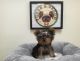 Yorkshire Terrier Puppies for sale in California, USA. price: $2,550