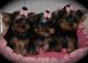 Yorkshire Terrier Puppies for sale in Joliet, IL, USA. price: $200