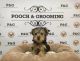 Yorkshire Terrier Puppies for sale in California, USA. price: $850