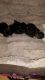 Yorkshire Terrier Puppies for sale in Pleasantville, PA 16341, USA. price: NA