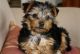 Yorkshire Terrier Puppies for sale in Fontana, CA, USA. price: NA