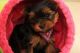Yorkshire Terrier Puppies for sale in Jackson, CA 95642, USA. price: NA