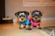 Yorkshire Terrier Puppies for sale in Rochester, NY, USA. price: NA