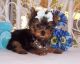 Yorkshire Terrier Puppies for sale in Bethany Beach, DE, USA. price: NA