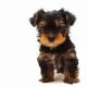Yorkshire Terrier Puppies for sale in Chattanooga, TN, USA. price: $500