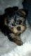 Yorkshire Terrier Puppies for sale in Tacoma, WA, USA. price: $1,000